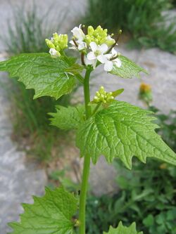 Knoblauchsrauke mit Blüte