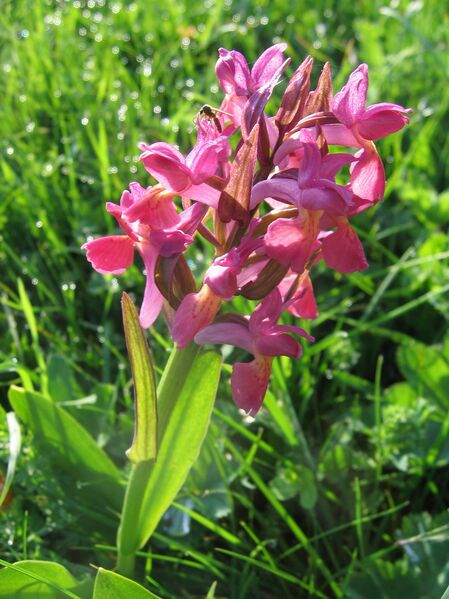 Datei:Orchidee Eisenstein 21 05 2009.jpg