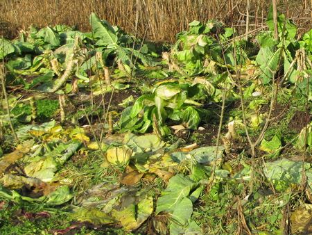 "Wintermulch" durch Erntereste
