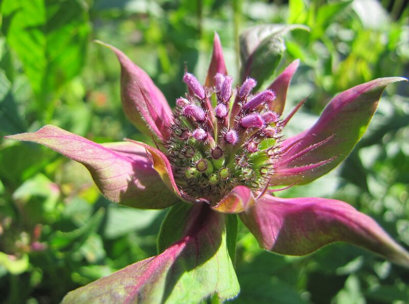 Datei:Sg Rosa Blüte5.jpg