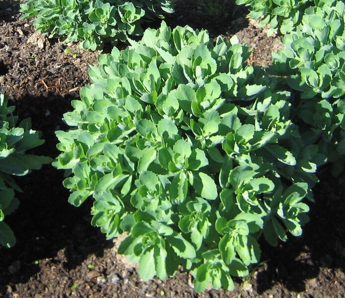 Datei:Fette Henne (Sedum).jpg