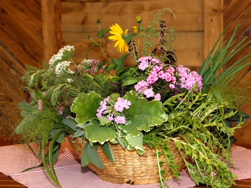 Datei:SG Friedas Garten-Prachtkorb.JPG