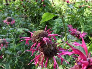 Feldwespe auf Indianernessel