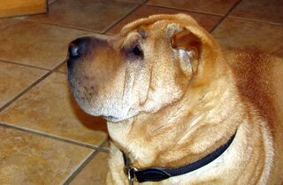 Hund der Familie Ecker