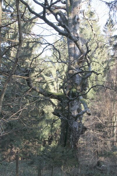 Datei:SD Naturschutz-Rotbuche2.jpg