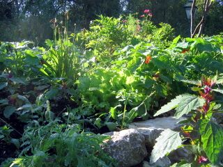 Spitzwegerich im Hochbett - Biodiversität