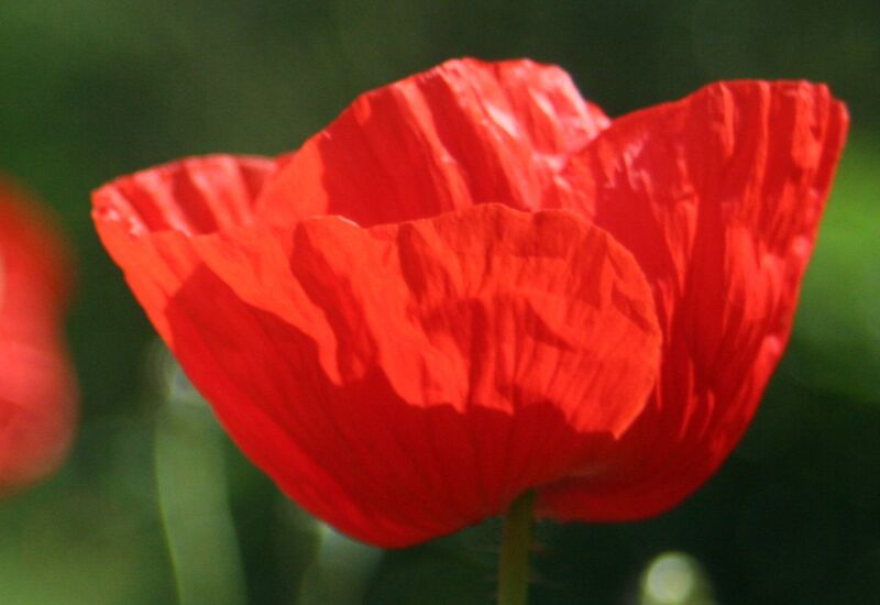 Datei:Einzelne Mohnblüte .jpg