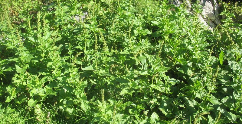 Datei:GuterHeinrich Hohenstein.jpg