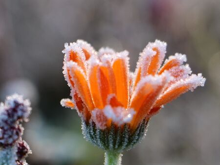 Ringelblume im Winter mit Reif