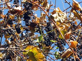 Steinschaler Weinernte im Herbst