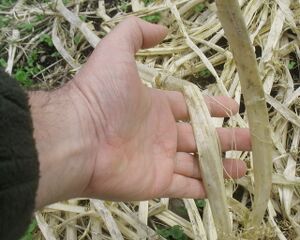 Bastersatz Kürbisstengel