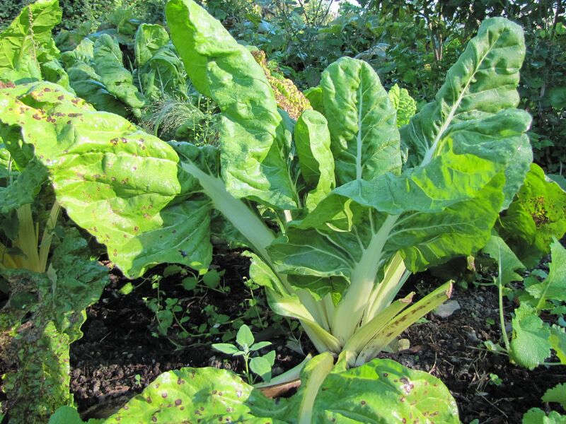 Datei:SG Mangold grün.jpg