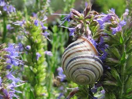 Naturgarten: Häuselschnecke auf Natternkopfblüten
