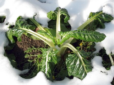 Mangold im ersten Schnee