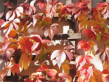 Wilder Wein im Innenhof - Herbst