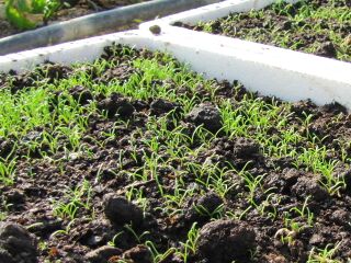 Pflanzenanzucht im Folientunnel