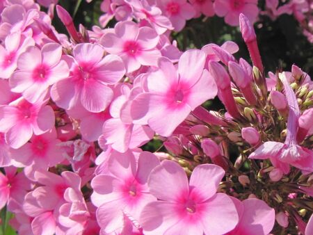 Phloxblüten