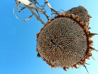Samenstand der Sonnenblume