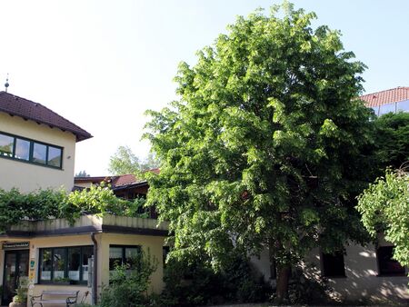 Hauslinde vor Vierkanthof