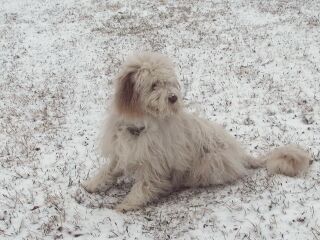 Junge Paula - erster Schnee