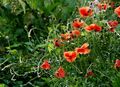 Mohn im Morgentau