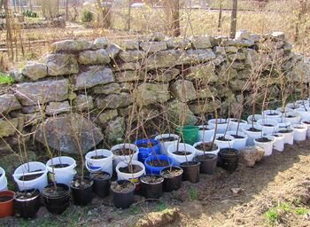 Dirndllager vor Trockensteinmauer