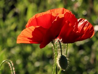Häufiger Begleiter im Naturgarten: köstliche Mohnblätter