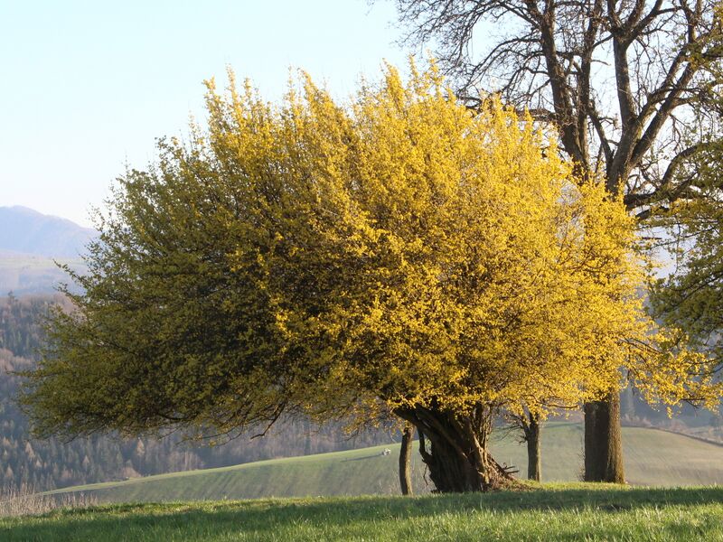 Datei:Dirndlblütenpracht Egger.JPG