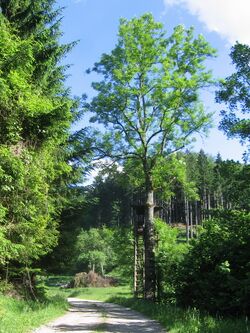 Eisensteinweg von Sois - erste Wüstung nach der Abzweigung