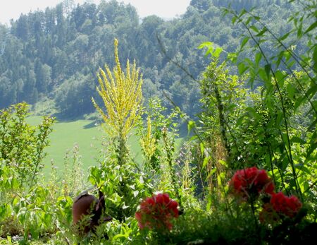 SD - Blick aus Kellerstüberl