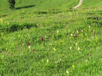 Orchideenparadies auf dem Eisenstein