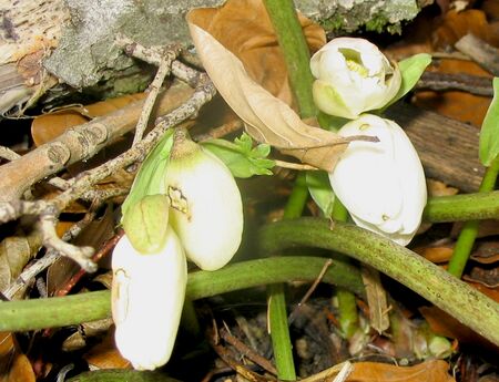 Schneerosen-Knospen