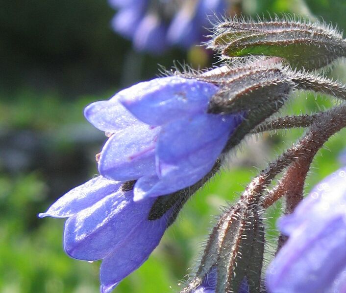 Datei:Ochsenzungentblüte.jpg