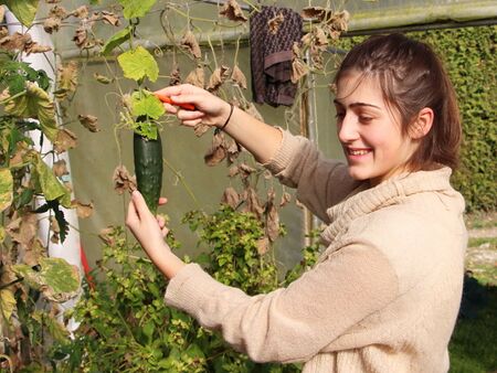 Ernte einer Hängegurke - Johanna