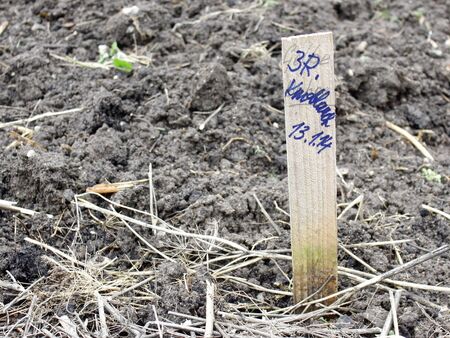 Zeitige Garten-Aktivitäten Mitte Jänner