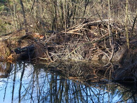 Biberbau im Teich - die Rückseite