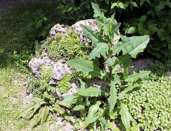 Lattich - der "Ursalad"