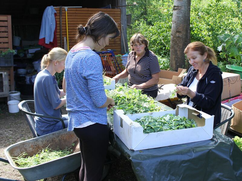 Datei:SG abzupfen Schildampfer.JPG