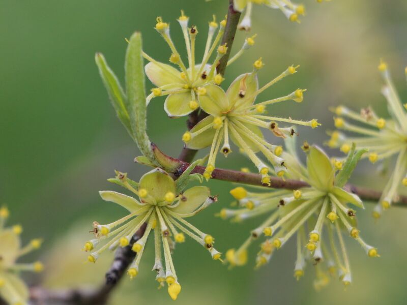 Datei:Dirndlblüten Ende der Blüte.JPG