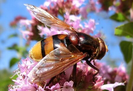 Hornissen-Schwebfliege - Klaus Gnadl