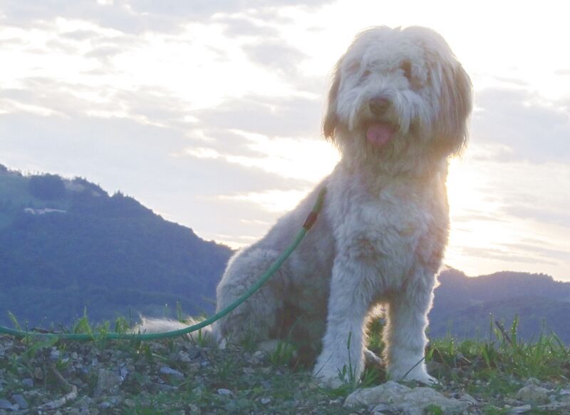 Datei:Paula Abendsonne.jpg