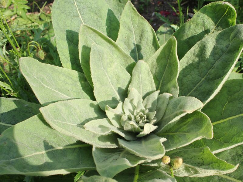 Datei:SG Königskerzenrosette.jpg