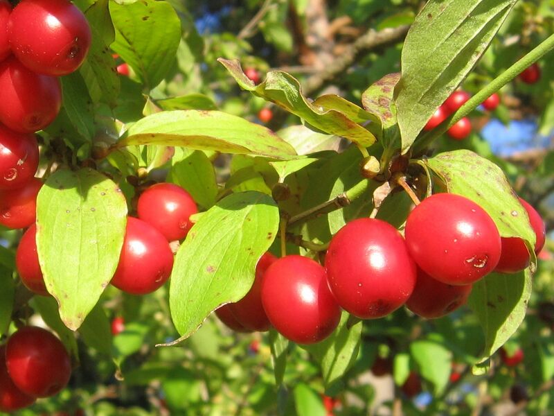 Datei:Dirndl reif Baum.jpg