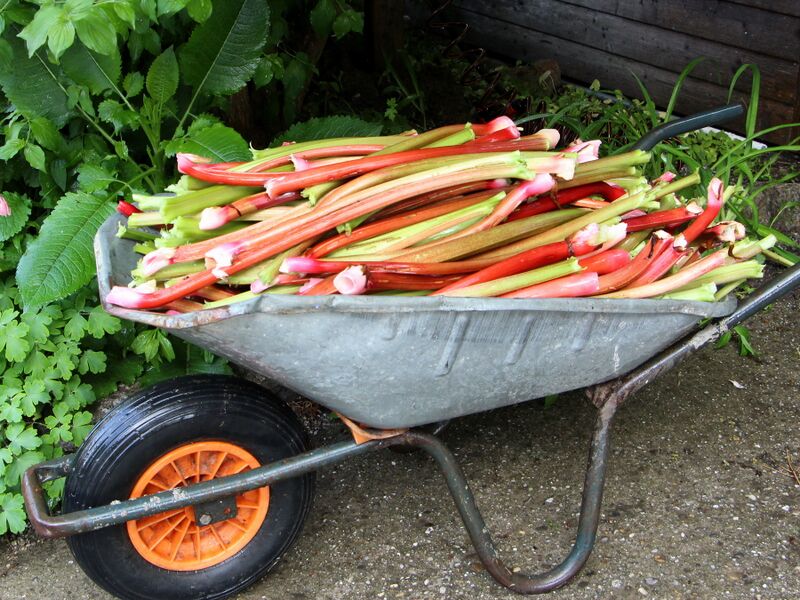 Datei:SG Rhabarber-Ente Scheibtruhe.JPG