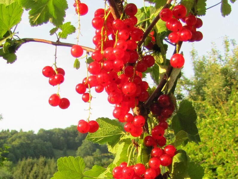 Datei:SG Ribisel rot24.jpg