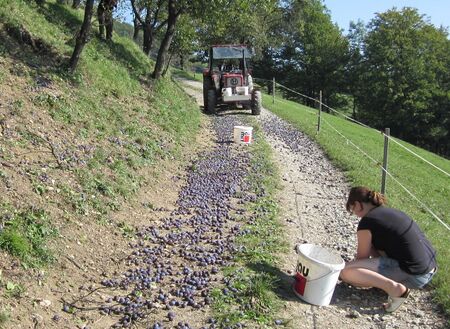 Zwetschkenernte