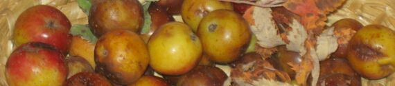 Speierlinge