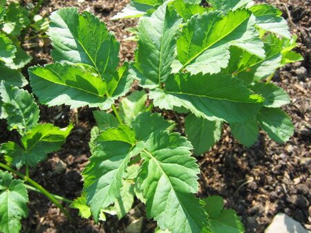 Giersch - mittlere Größe