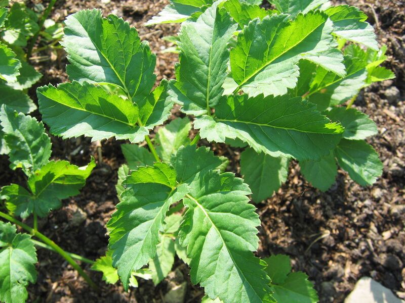 Datei:SG- Giersch mittel.jpg