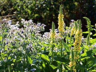 Borretsch und Königskerzenblüte